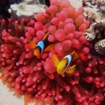 Anemonenfische im Korallenriff
