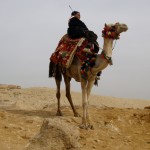 Kamel in der Wüste Sinai
