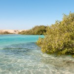 Mangroven im Nationalpark Ras Mohammed