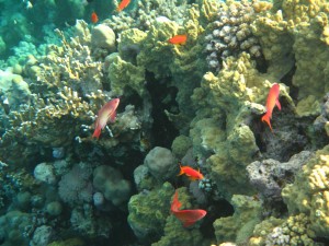 Jackfish Alley Riff