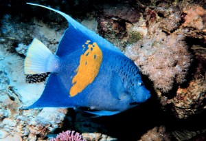 Arabischer Kaiserfisch