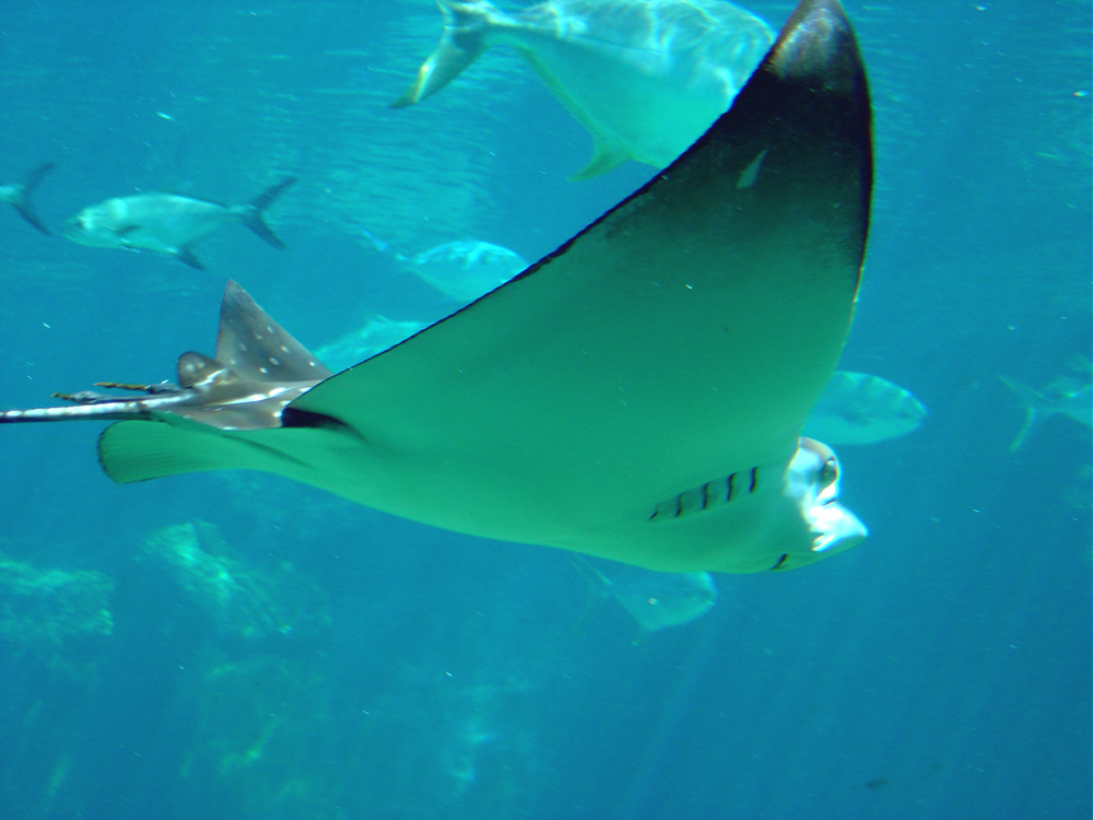 mantarochen