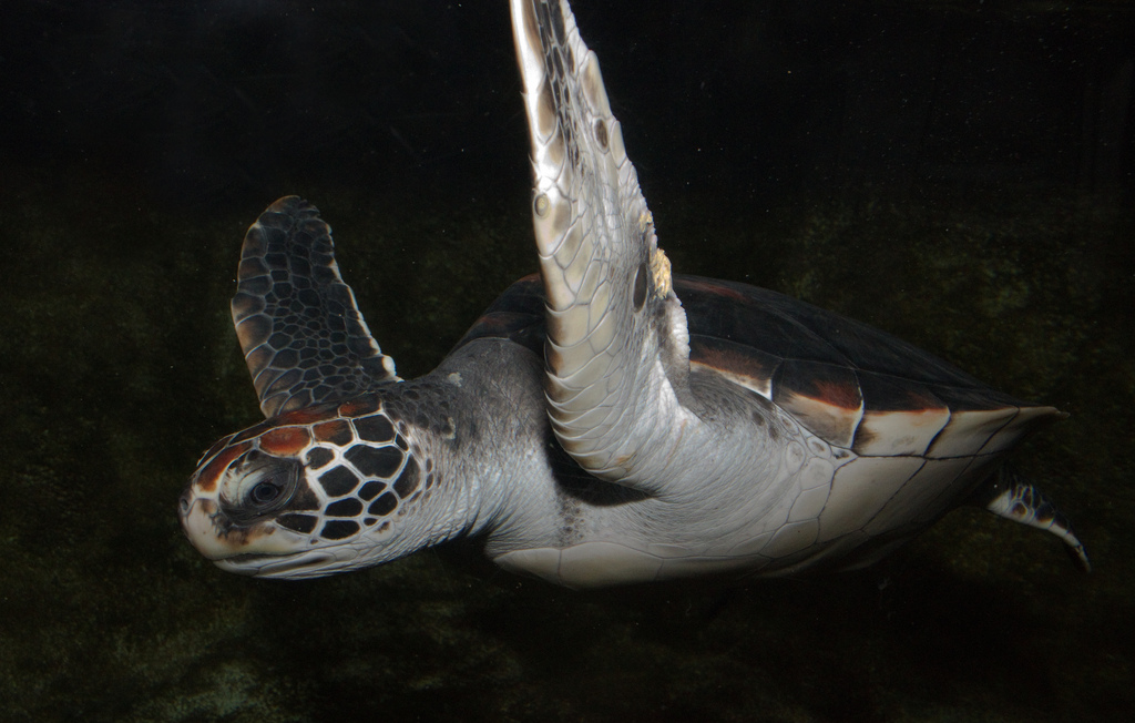 sea-turtle